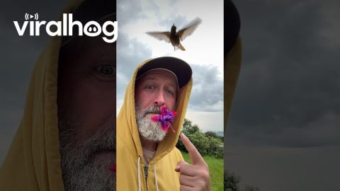 Hummingbird Drinks From Flower Held in Man's Mouth || ViralHog