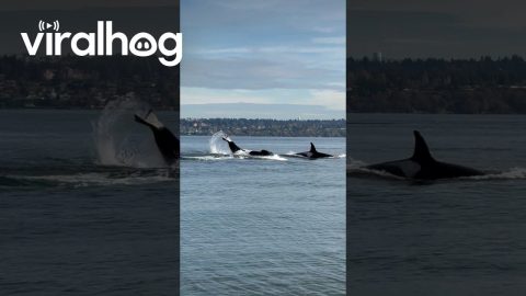 Crowd Reacts to Passing Orca Pod || ViralHog