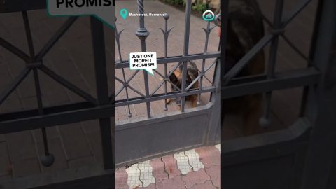 Any Object Works For Fetch || ViralHog