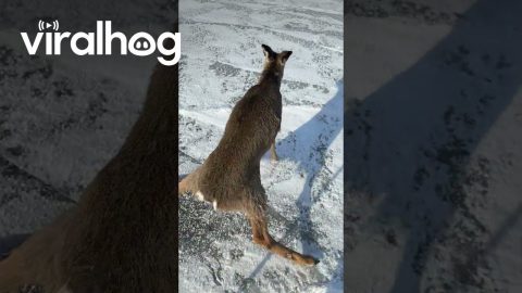 Kind Man Rescues Deer From Frozen Lake || ViralHog
