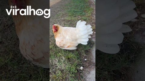 Hen Reveals Thirteen Chicks || ViralHog