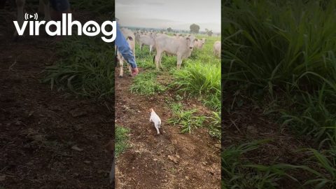 Tiny Terrier Shows the Herd Who's in Charge || ViralHog