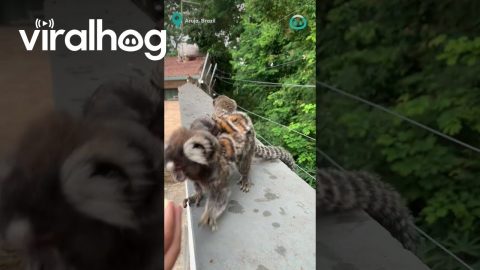 Snacking Whilst Carrying Babies - Mummy Monkey Multitask || ViralHog
