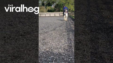 Cantering Horse Is Unphased By Inexperienced Rider || ViralHog