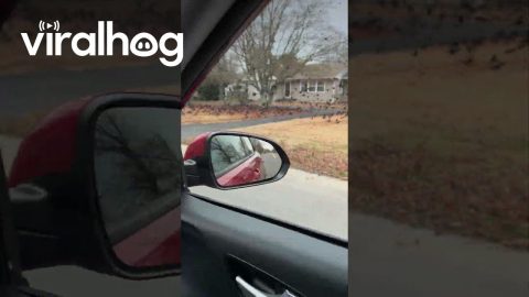 CrowPocalypse in New Jersey || ViralHog
