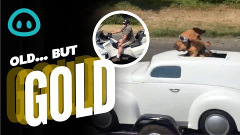 Puppy Has His Own Car || ViralHog