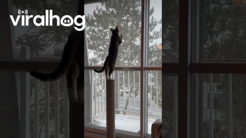 Kitty's First Snowfall || ViralHog