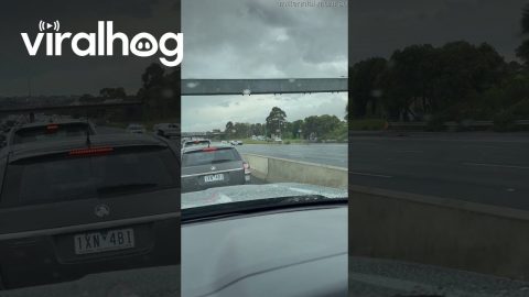 Doggy Police Chase || ViralHog