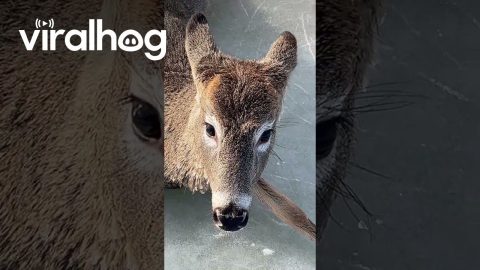 Husband Saves Two Deer Trapped on Frozen Lake || ViralHog