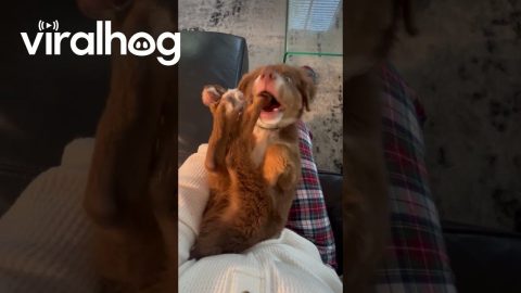 Puppy Discovers His Toes || ViralHog