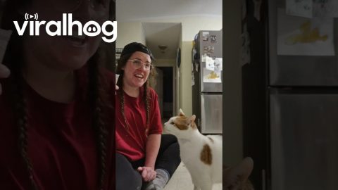 Cat Sitter Discovers Adorable Sound Kitty Makes While Eating Lickable Treats || ViralHog