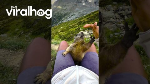 Wild Marmot Climbs Swiss Mountain Hiker || ViralHog