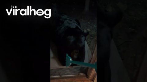 Gentle Rake Scratches Soothe Bear || ViralHog