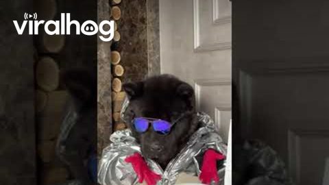 A Totally Normal American Akita Dinner || ViralHog