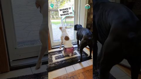 Boxer Wiggles In Belly Dancing Skirt || ViralHog