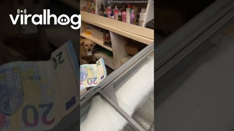 Yellow Labrador Tends Shop In Ireland || ViralHog
