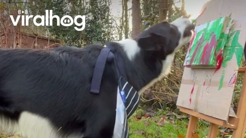 Enthusiastic Border Collie Plein Air Paints || ViralHog