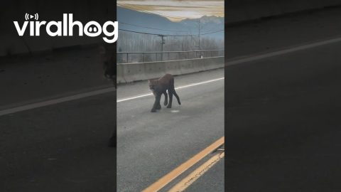 Driver Spots Cougar on Mountain Road || ViralHog