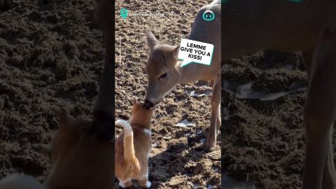 Super Friendly Deer gives Cat Buddy a Wash || ViralHog