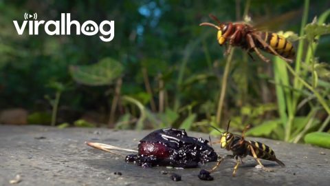 Hornets Versus Median Wasps In Aerial Fight || ViralHog