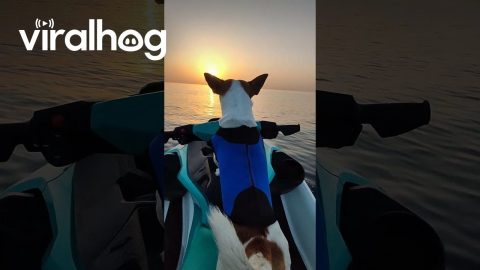 Dog Rides Jetski Into Sunset || ViralHog
