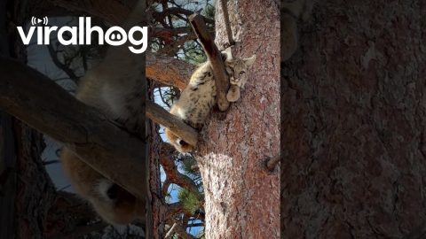 Young Bobcat Hides in a Tree || ViralHog