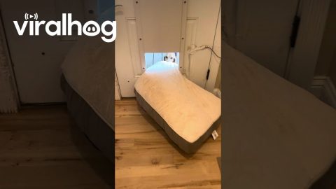 Dexter Insists On Taking His Bed Outside || ViralHog
