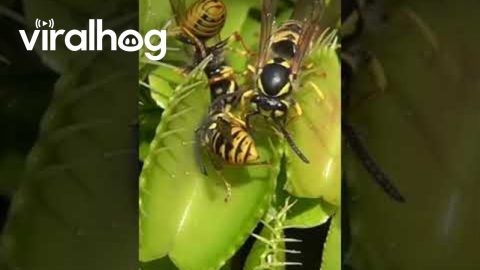 Venus Flytrap Eats Wasps || ViralHog