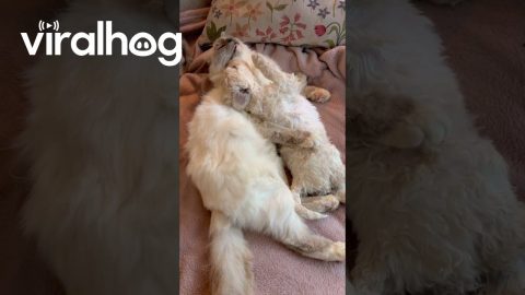 Birman Cat Cuddles And Kisses Doodle Puppy || ViralHog