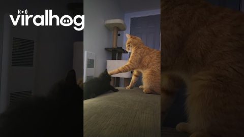 Kitten Kept At Distance By Firm Forehead Paw || ViralHog