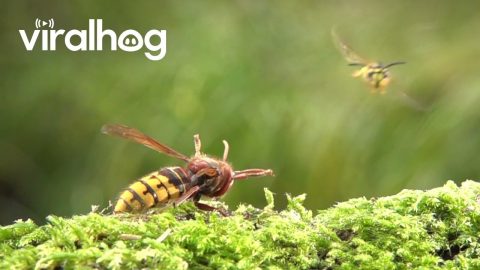 Hornets and Wasps Battle in Slow Motion || ViralHog