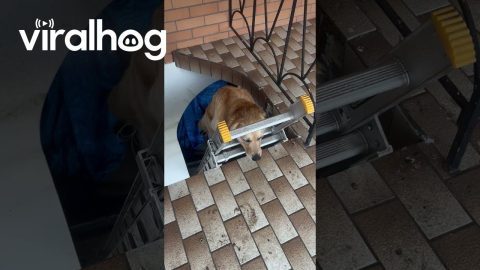 Golden Retriever Follows His Human Up Ladder || ViralHog