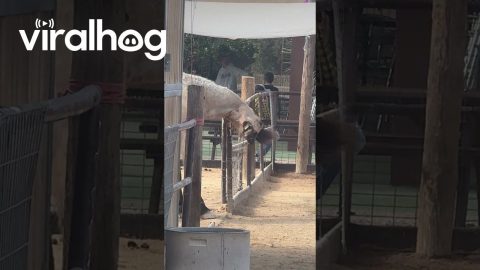 The Goofy Side of a Majestic Creature || ViralHog