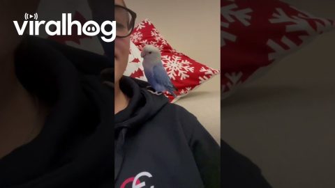Parakeet Cuddles Owner || ViralHog #diydoghouse
