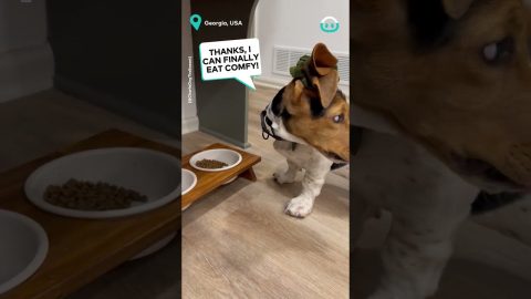 Dog gets new hairstyle || ViralHog