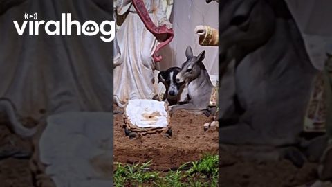 Dog Joins Nativity Scene || ViralHog
