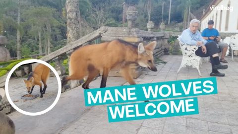 Temple Welcomes Wolves for Dinner || ViralHog