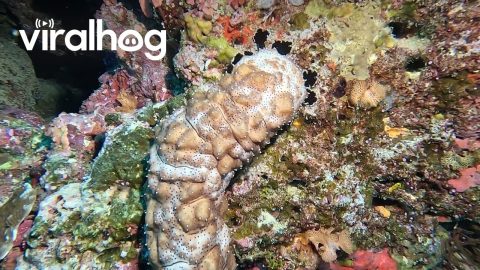 Bizarre Sea Cucumber || ViralHog
