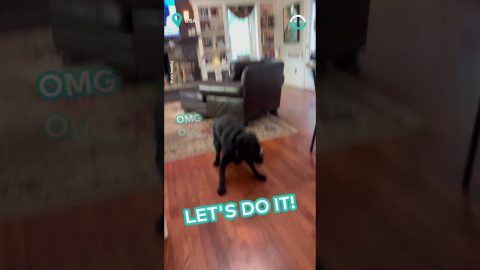 Black Lab Gets Zoomies || ViralHog