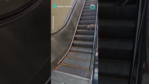 Adorable Pup Discovers New Game at Mall || ViralHog