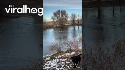 Good Samaritan Rescues Dog From Icy Pond || ViralHog