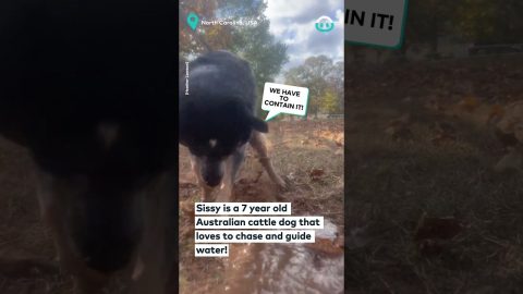 Aussie Sheep Dog Herds Water? || ViralHog