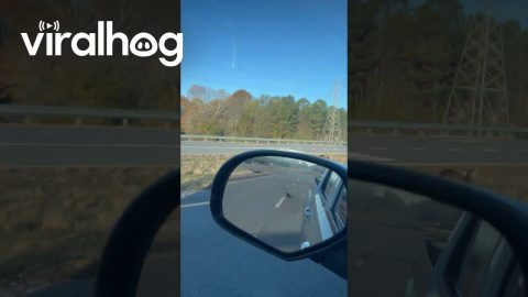 Deer Spotted Running on Highway || ViralHog
