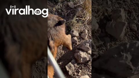 Goat Kid Rescued From Wire Fence || ViralHog
