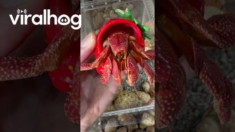 Strawberry Crab || ViralHog