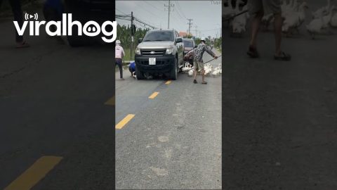 Ducks Hide Under Car || ViralHog