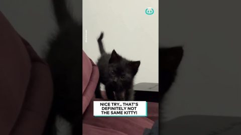 Magical Color Changing Kittens || ViralHog