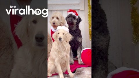 A Pack of Dogs Dressed Up for Christmas || ViralHog