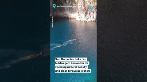 Deer Dives In Lake || ViralHog