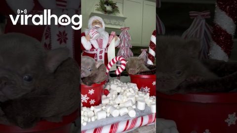 French Bulldog Puppy Hot Cocoa Bar || ViralHog